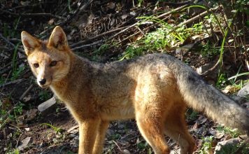 Zorro culpeo ocupa cerca del 95 % del territorio del Parque Nacional La Campana