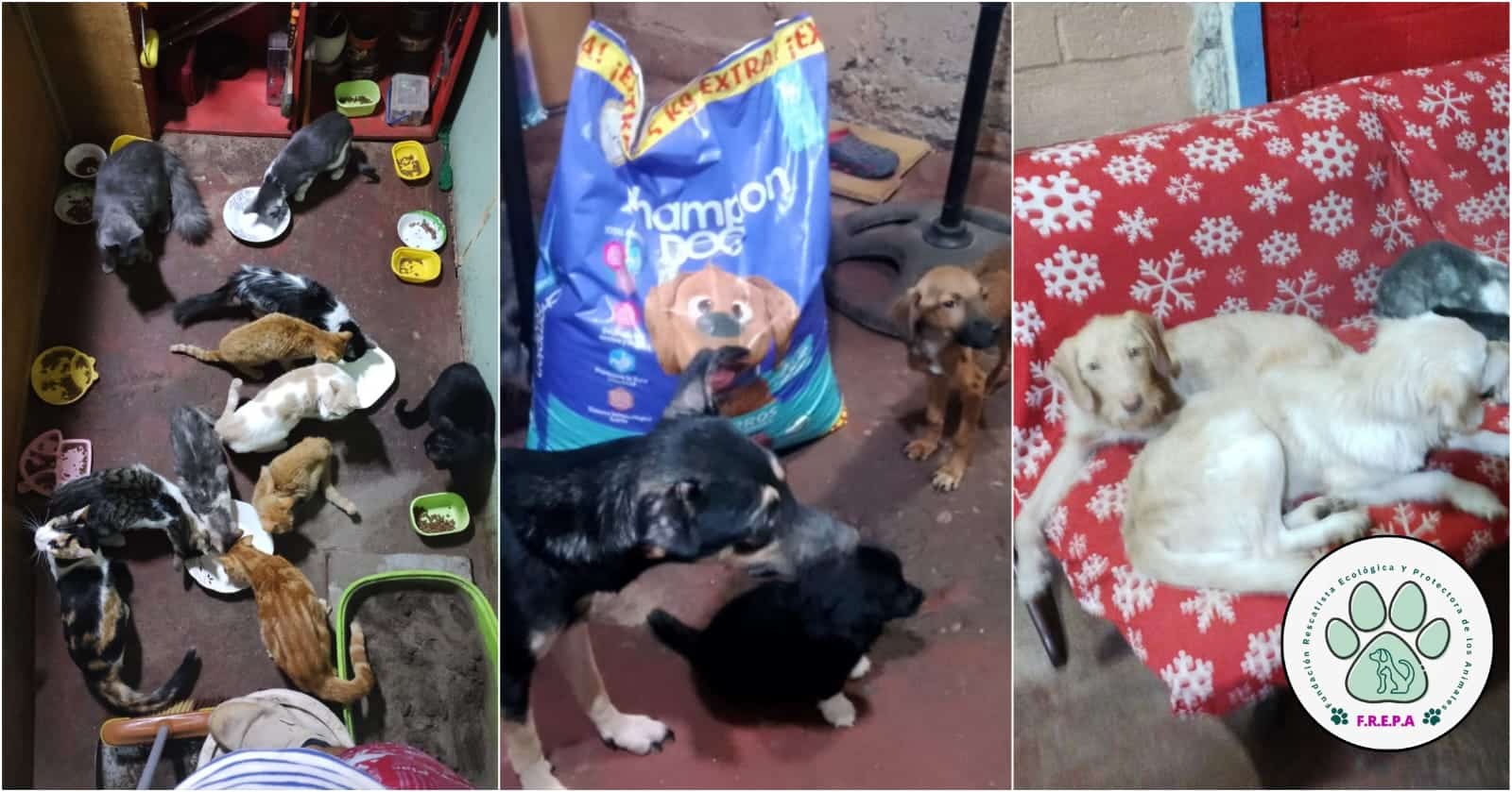 Fundación FREPA: La lucha de los animalistas por sacar adelante a sus ...