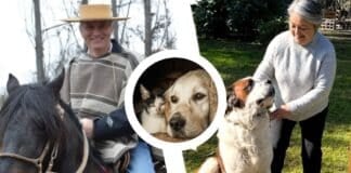 jara kast maltrato animal 1