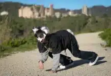 Cadem: Al 33% de los chilenos le preocupa la moda “Therians” en Chile