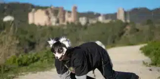 Cadem: Al 33% de los chilenos le preocupa la moda “Therians” en Chile therians